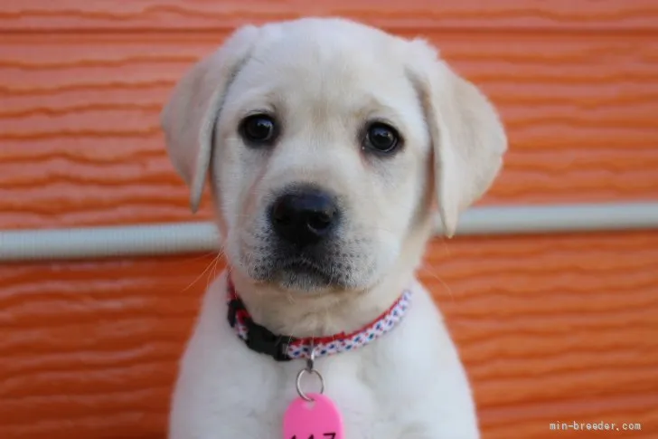 ID：2201-04256の子犬
