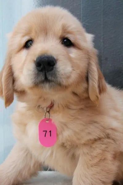ID:1205-00121の子犬