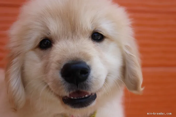 ID：2106-03452の子犬