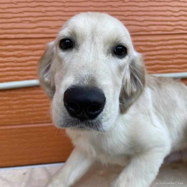 ID：2305-04245の子犬