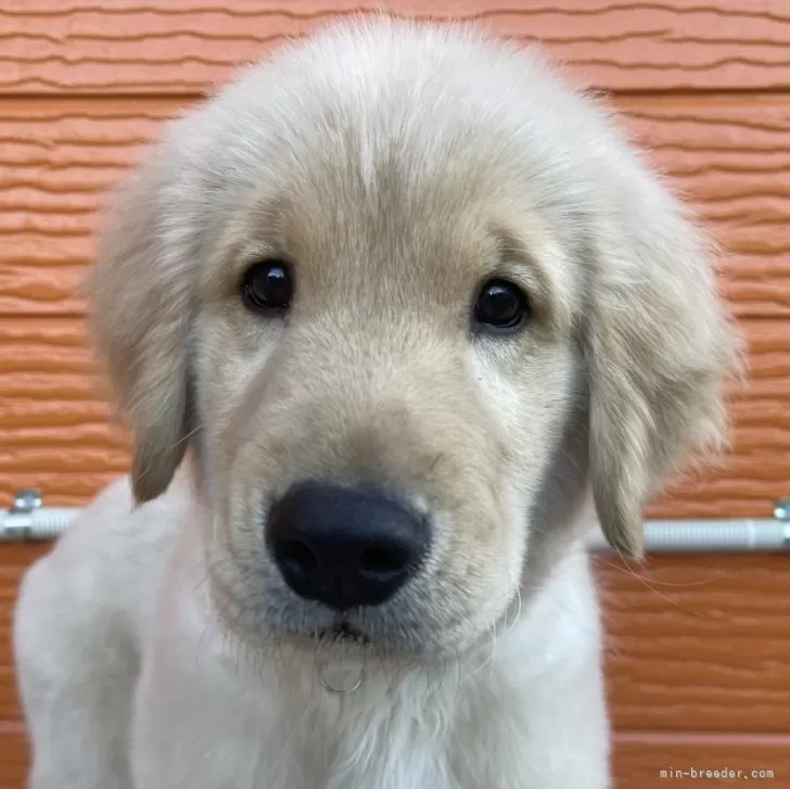 ID：2311-04635の子犬