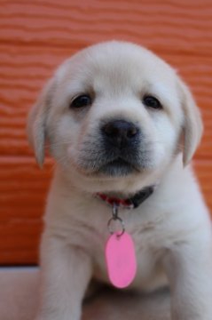 ラブラドールレトリバー【茨城県・男の子・2021年3月3日・イエロー】の写真「両親股関節＆PRA等検査済み。生命保証６ヶ月つき。」