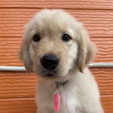 ゴールデンレトリバー【茨城県・男の子・2023年4月21日・ゴールド】の写真「両親股関節＆PRA等検査済み。生命保証６ヶ月つき。」