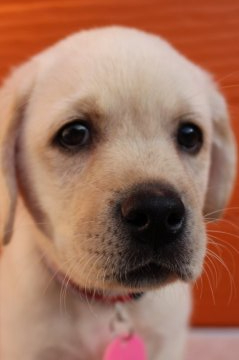 ラブラドールレトリバー【茨城県・男の子・2021年3月3日・イエロー】の写真「両親股関節＆PRA等検査済み。生命保証６ヶ月つき。」