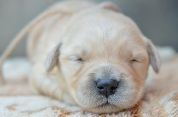 ゴールデンレトリバー【茨城県・女の子・2014年3月28日・ゴールド】の写真「レトリバー専門、両親股関節検査済み！！」
