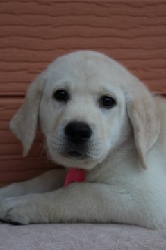 ラブラドールレトリバー【茨城県・男の子・2019年9月13日・イエロー】の写真「両親股関節＆PRA等検査済み。フード・ワクチン付き」