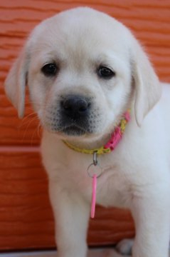 ラブラドールレトリバー【茨城県・女の子・2021年3月3日・イエロー】の写真「両親股関節＆PRA等検査済み。生命保証６ヶ月つき。」