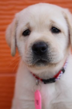 ラブラドールレトリバー【茨城県・男の子・2021年3月3日・イエロー】の写真「両親股関節＆PRA等検査済み。生命保証６ヶ月つき。」