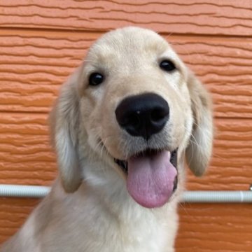 ゴールデンレトリバー【茨城県・男の子・2023年4月21日・ゴールド】の写真「両親股関節＆PRA等検査済み。生命保証６ヶ月つき。」