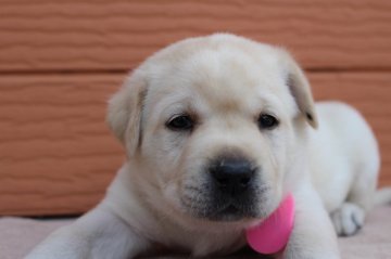 ラブラドールレトリバー【茨城県・女の子・2020年4月10日・イエロー】の写真「両親股関節＆PRA等検査済み。生命保証６ヶ月つき。」