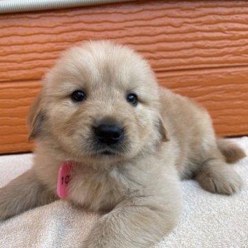 ゴールデンレトリバー【茨城県・女の子・2023年9月20日・ゴールド】の写真「両親股関節＆PRA等検査済み。生命保証６ヶ月つき★」