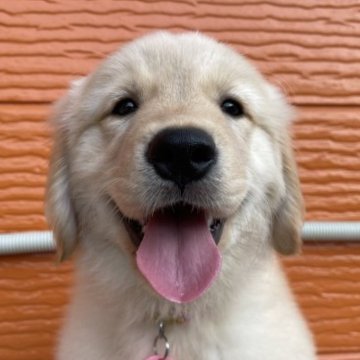 ゴールデンレトリバー【茨城県・女の子・2023年4月21日・ゴールド】の写真「両親股関節＆PRA等検査済み。生命保証６ヶ月つき。」