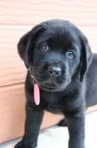ラブラドールレトリバー【茨城県・男の子・2020年8月11日・ブラック】の写真5