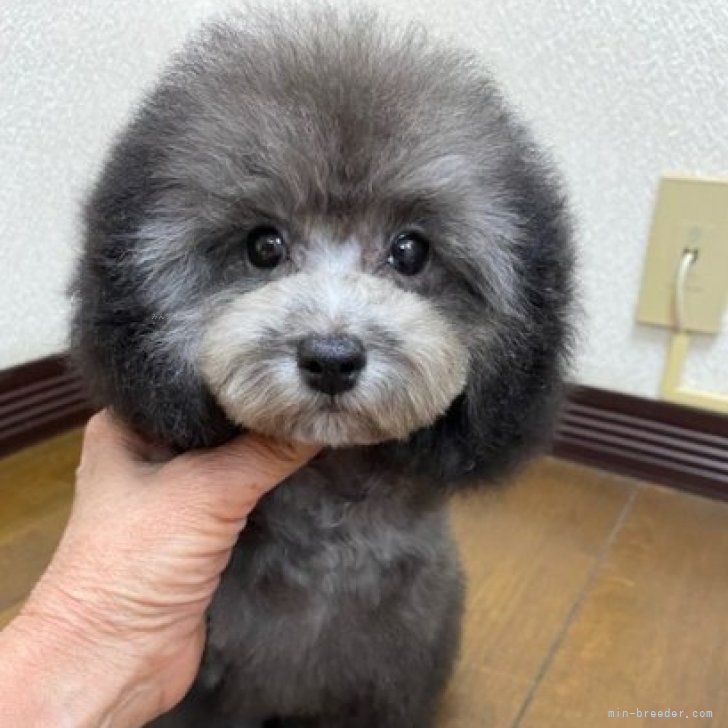 ブリーダー画像