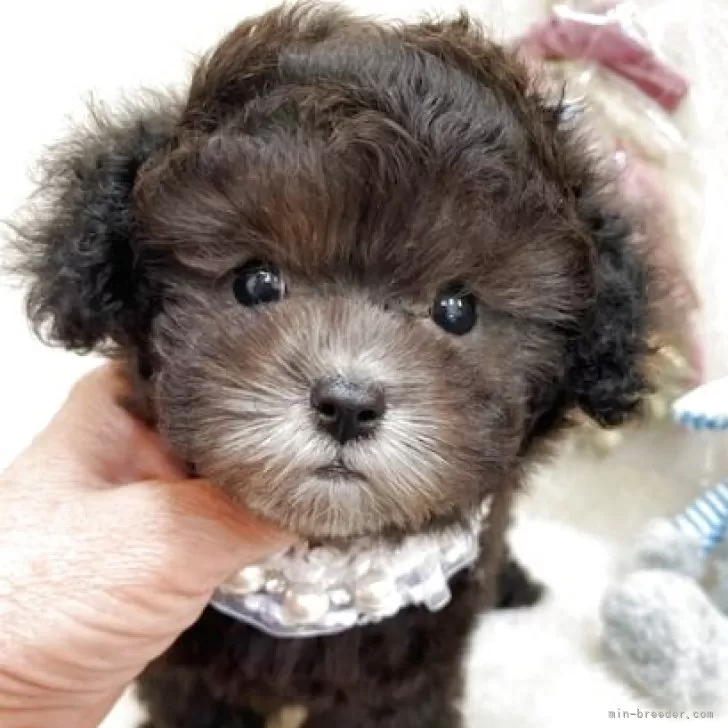 ID：2504-06051の子犬