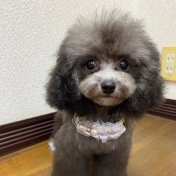 ティーカッププードル【大阪府・女の子・2025年6月7日・シルバー】の写真「靴下をはいた女の子」