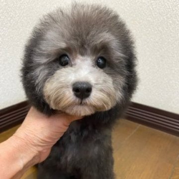 トイプードル(トイ)【大阪府・男の子・2025年6月7日・シルバー】の写真「可愛い男の子」