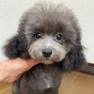 タイニープードル【大阪府・男の子・2025年6月7日・シルバー】の写真「可愛い男の子」