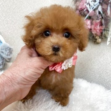 トイプードル(タイニー)【大阪府・女の子・2025年1月29日・レッド】の写真「まあ～るい目をした可愛いお顔の女の子」