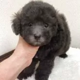 タイニープードル