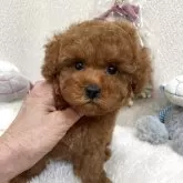 タイニープードル