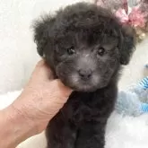タイニープードル