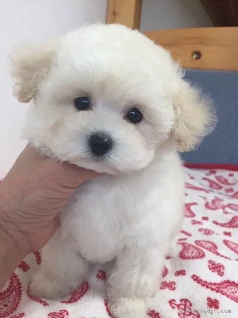 ID:1901-03154の子犬