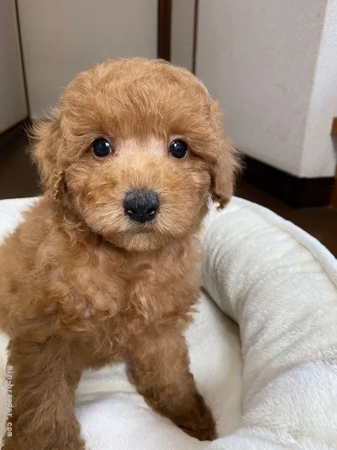 ID：2202-01215の子犬