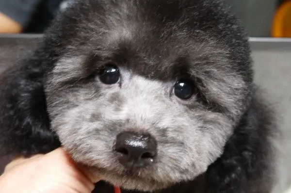 ID:1404-01285の子犬