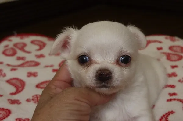 ID：1309-00226の子犬