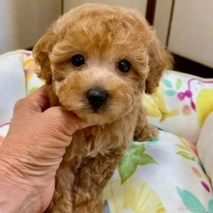 ID：2305-04221の子犬