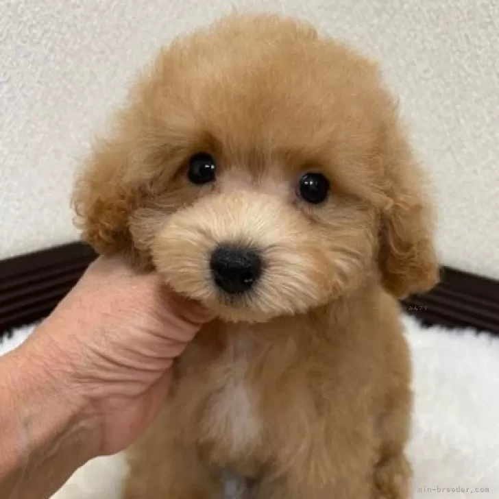 ID:2406-04884の子犬