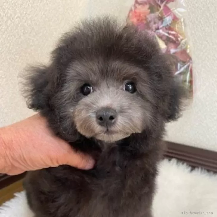 順子 様のお迎えした子犬