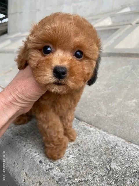 ID：2112-00996の子犬