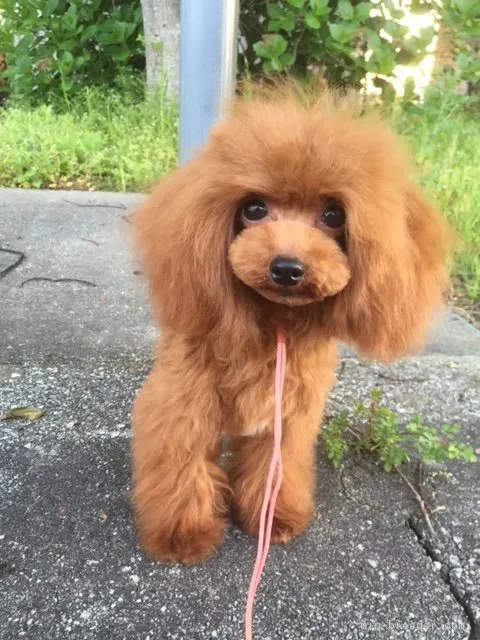 ID：1609-01710の子犬