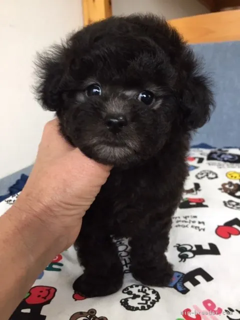 ID:1901-03228の子犬