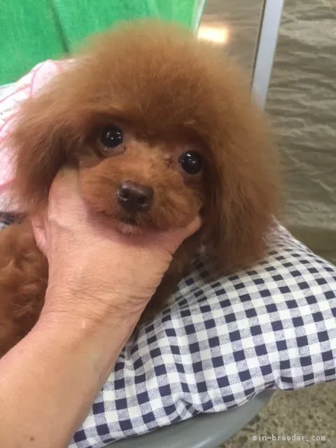 ID:1804-01586の子犬