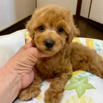 トイプードル(トイ)【大阪府・男の子・2023年3月24日・アプリコット】の写真「タレ目で情けないお顔の僕ですが」