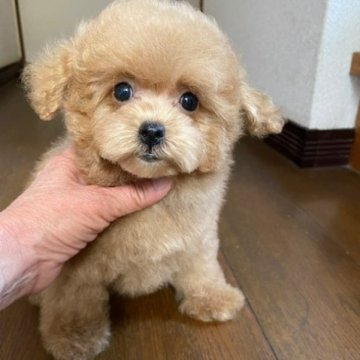 トイプードル(タイニー)【大阪府・男の子・2022年11月21日・アプリコット】の写真「優しいお顔をした爆毛君」
