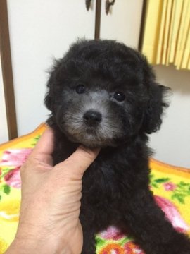 トイプードル(トイ)【大阪府・男の子・2015年10月10日・シルバー】の写真「ぬいぐるみ　みたいな目がチャームポイント」