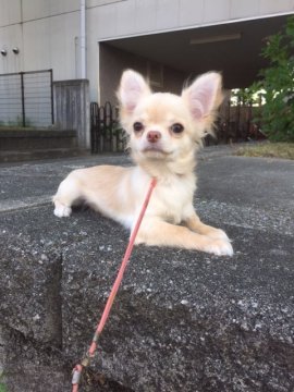 チワワ(ロング)【大阪府・女の子・2016年12月10日・クリーム】の写真「透明感のある清楚な雰囲気漂う女の子です。」