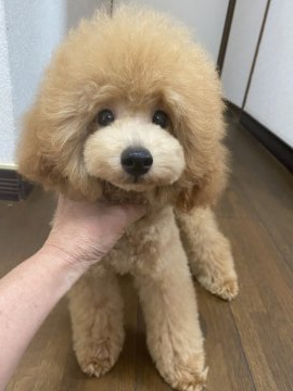トイプードル(トイ)【大阪府・男の子・2021年3月17日・レッド】の写真「血統優秀、ママにソックリになりました。」
