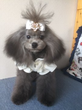 トイプードル(ティーカップ)【大阪府・女の子・2018年5月16日・シルバー】の写真「銀色のドレスをまとった　チビっこ　プリンセス」