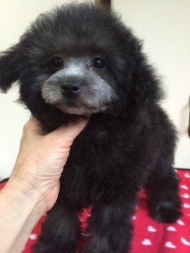 トイプードル(タイニー)【大阪府・女の子・2015年10月10日・シルバー】の写真「タレ目が可愛いでしょ～」