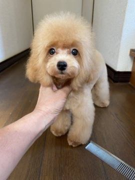 トイプードル(タイニー)【大阪府・女の子・2021年4月21日・アプリコット】の写真「めっちゃ可愛いい女の子」