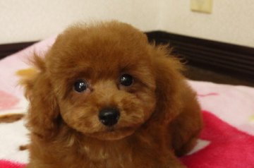 トイプードル(トイ)【大阪府・男の子・2013年4月14日・レッド】の写真「」
