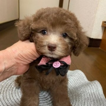 トイプードル(タイニー)【大阪府・女の子・2023年8月16日・シルバーベージュ】の写真「希少！！レアーカラーな私」