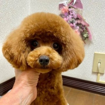 トイプードル(タイニー)【大阪府・女の子・2022年11月25日・レッド】の写真「元気一杯！！まあるい目をした可愛い女の子」