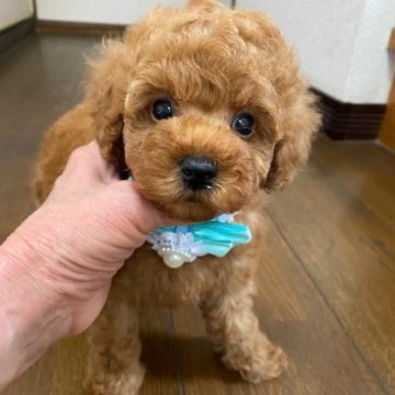 トイプードル(トイ)【大阪府・男の子・2022年11月25日・レッド】の写真「ぽわ～んと優しいお顔をした可愛い男の子」