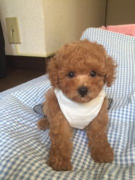 トイプードル(タイニー)【大阪府・男の子・2016年7月17日・アプリコット】の写真「めっちゃ可愛い男の子」